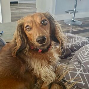 Meet your Posher, Lisa